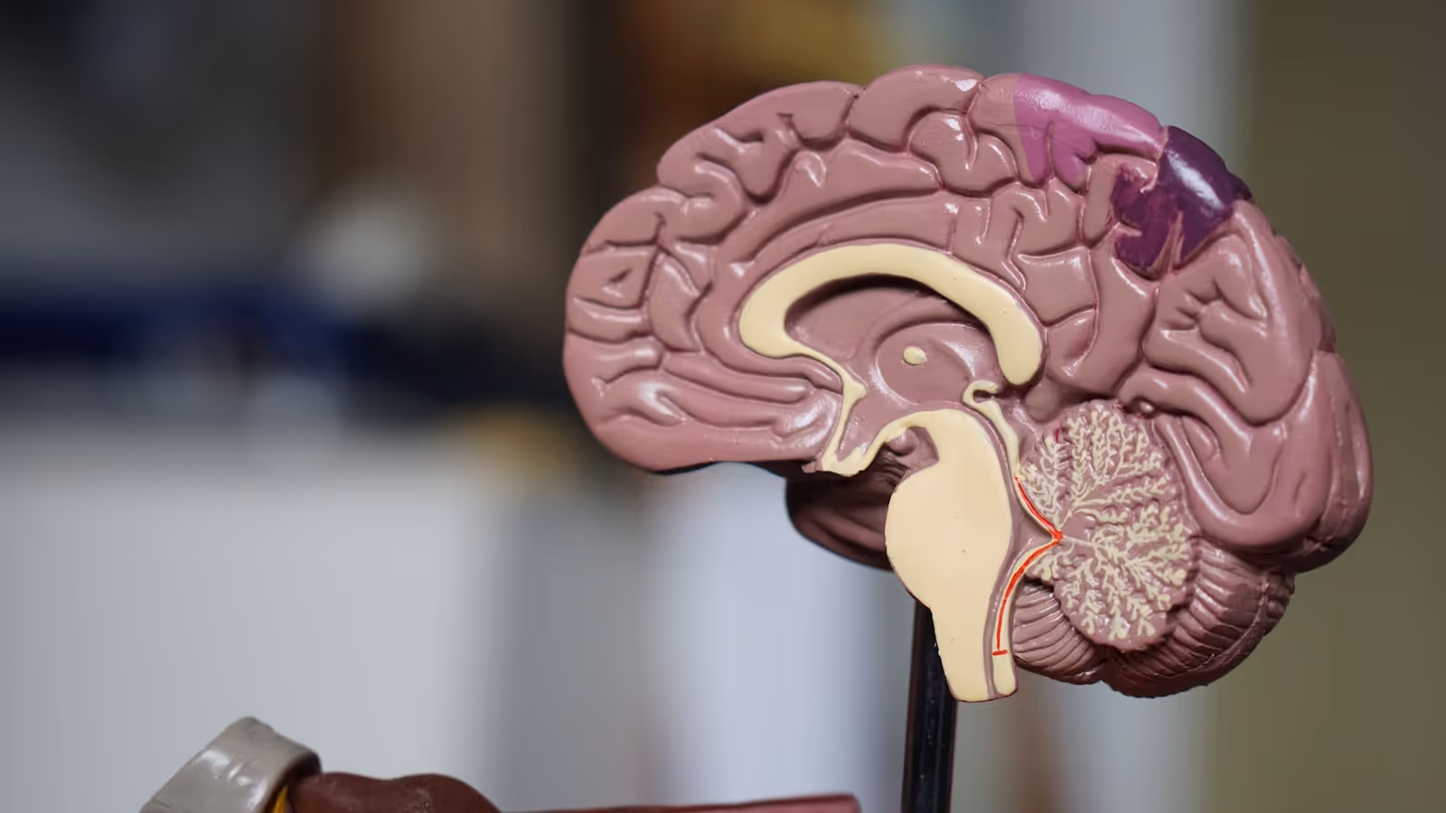 Modelo anatômico de cérebro humano em corte sagital, em foco seletivo sobre fundo desfocado de laboratório