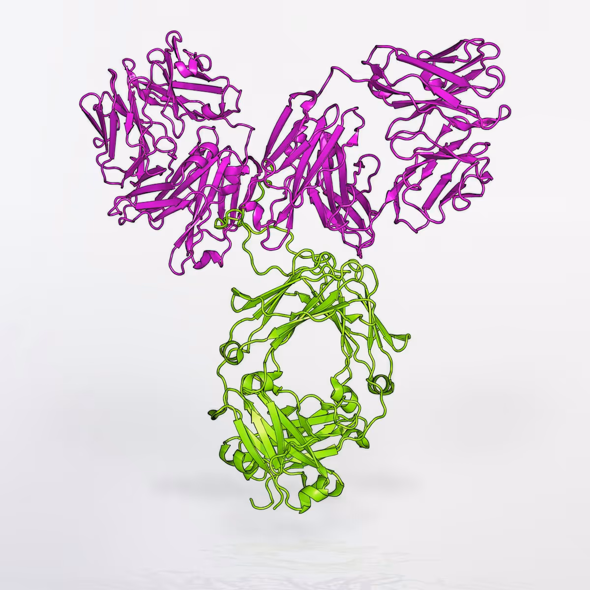 Modelo artístico tridimensional de anticorpo VRC01, criado pelo Instituto Nacional de Alergia e Doenças Infecciosas dos EUA (NIAID). Estrutura em fio roxo e verde sobre fundo branco.