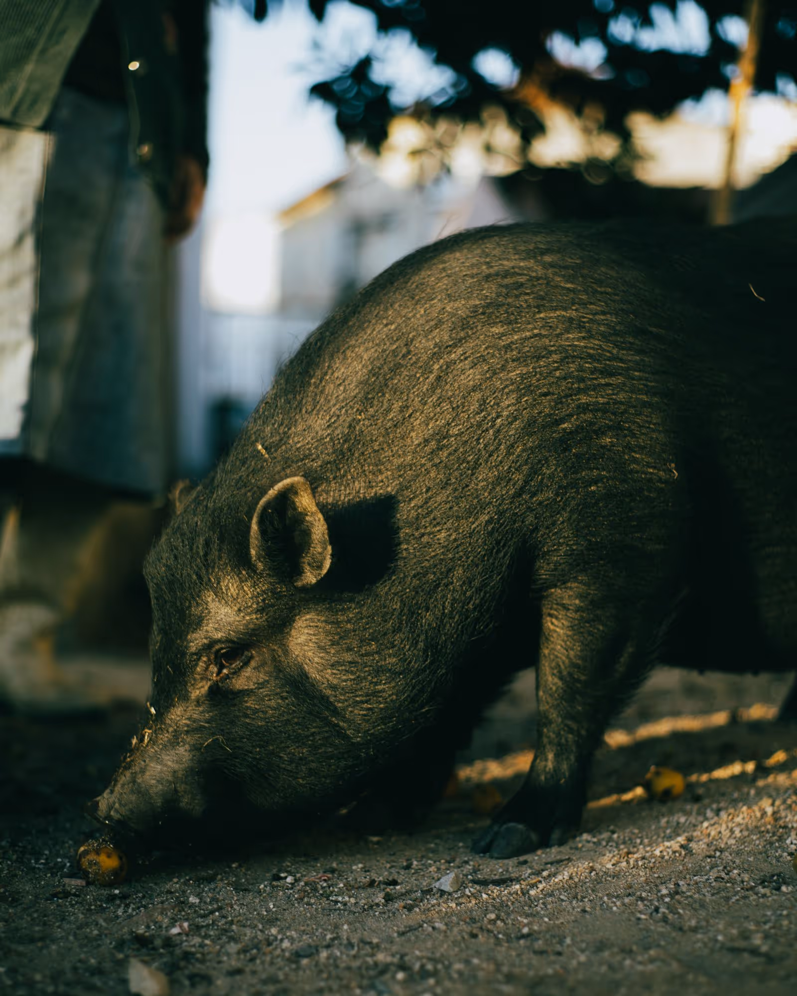 Porco de pelagem escura visto de perto em uma área externa
